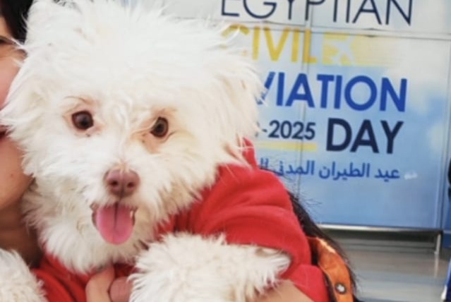 Vermisstmeldung Hund rassenmischung Weiblich , 1 jahre Pertuis Frankreich Vermisstmeldung Hund rassenmischung Weiblich , 1 jahre Pertuis Frankreich