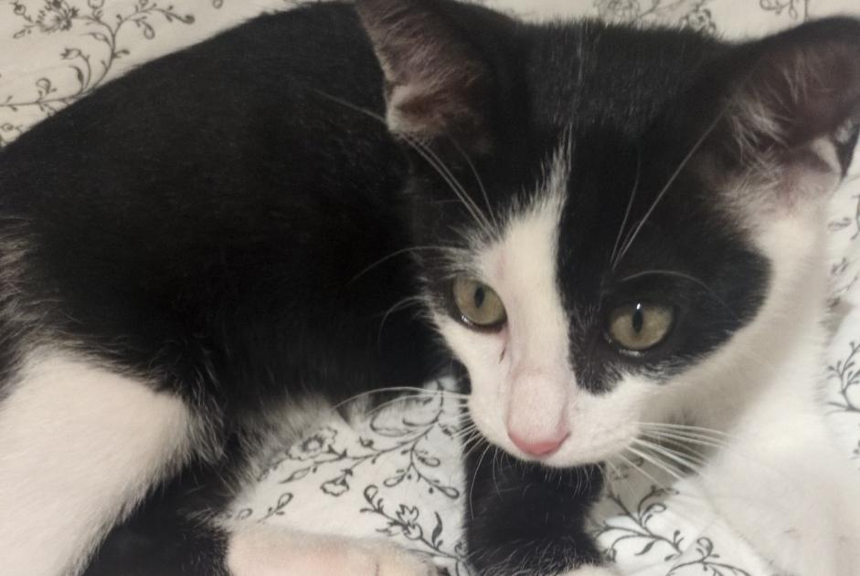 Discovery alert Cat Unknown Cavaillon France