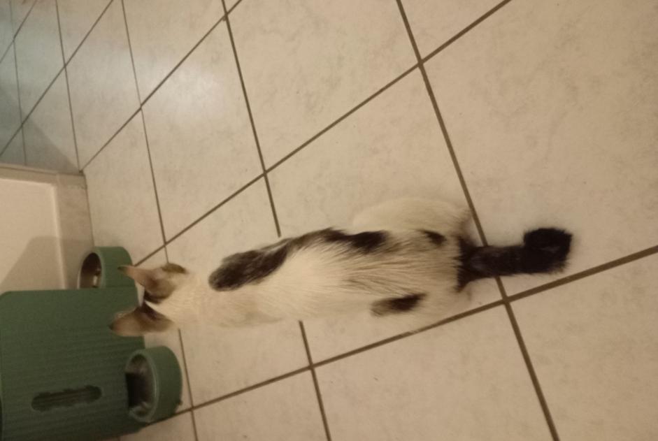 Discovery alert Cat Unknown Avignon France