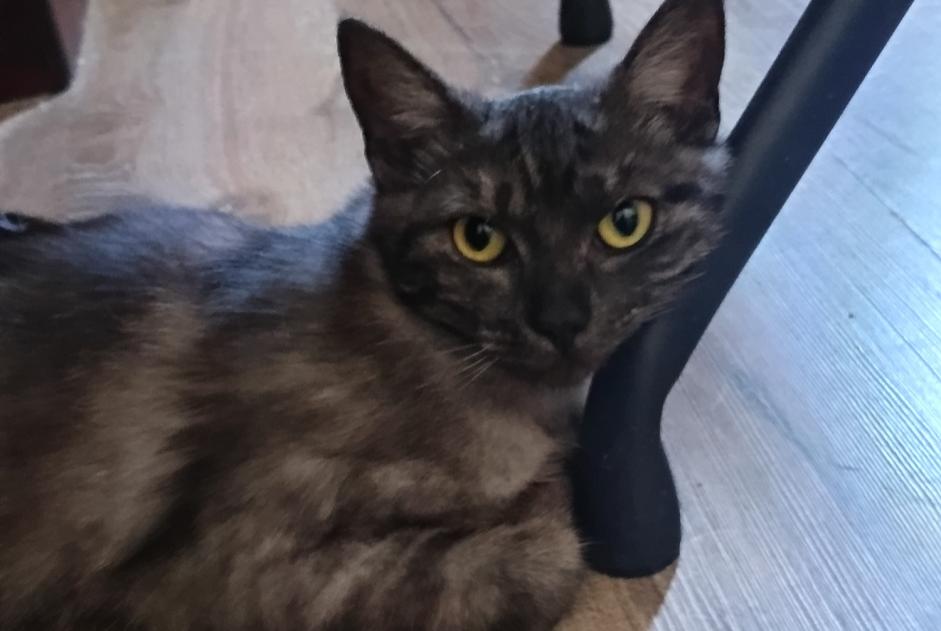 Alerte Disparition Chat Mâle , 2 ans Béziers France Alerte Disparition Chat Mâle , 2 ans Béziers France