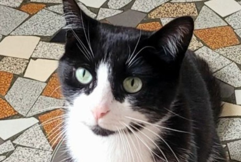Alerte Disparition Chat Mâle , 6 ans Pau France Alerte Disparition Chat Mâle , 6 ans Pau France