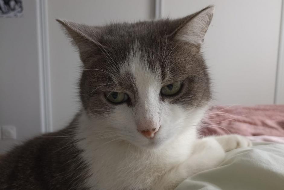 Alerte Disparition Chat Femelle , 6 ans Hurigny France