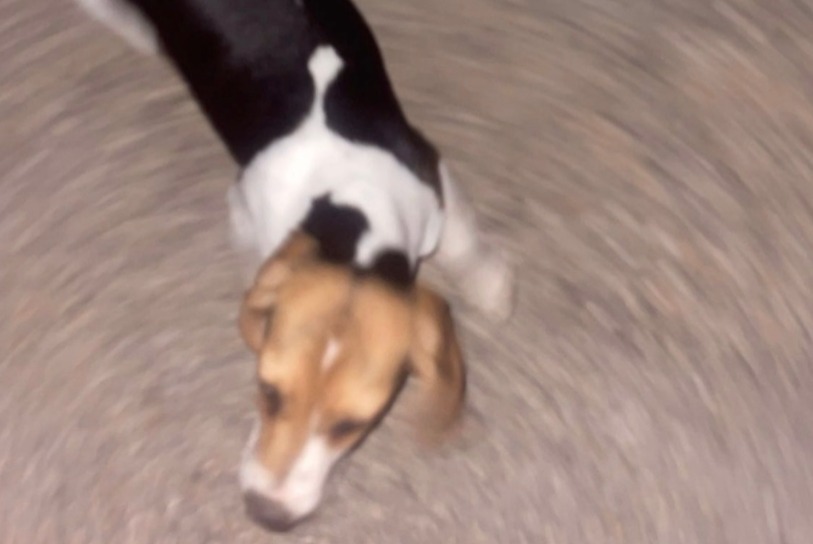 Avviso scomparsa Cane  Femmina , 0 anni Mazan Francia