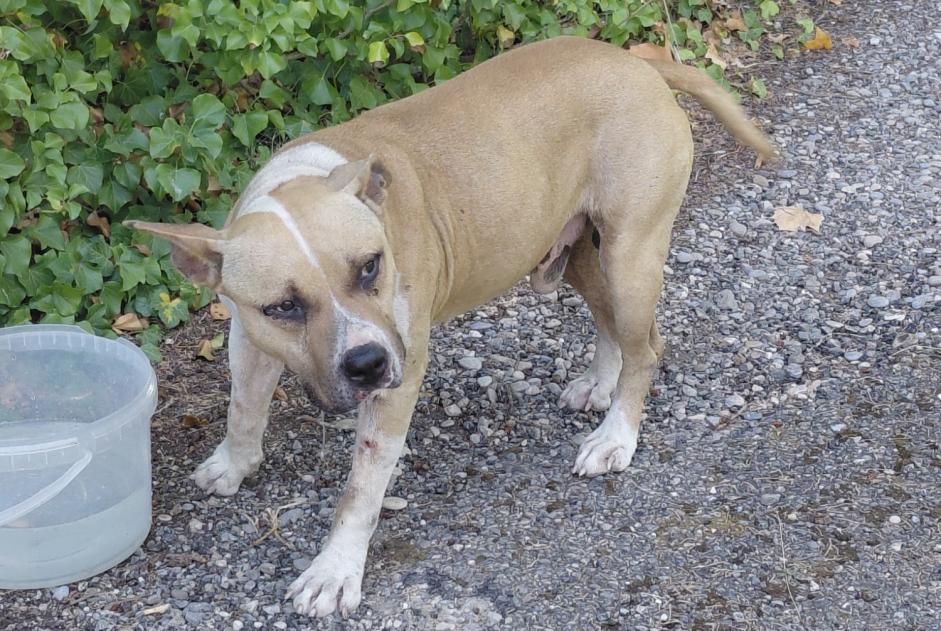 Ontdekkingsalarm Hond Mannetje Le Thor Frankrijk Ontdekkingsalarm Hond Mannetje Le Thor Frankrijk