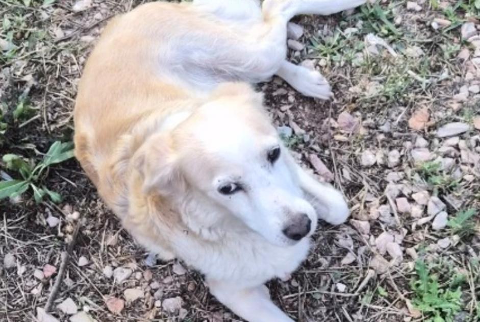 Alerta descoberta Cão cruzamento Fêmea , 5 anos Pertuis France