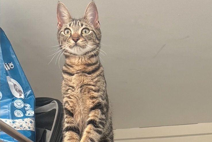 Alerta desaparecimento Gato Fêmea , 1 anos Paris France Alerta desaparecimento Gato Fêmea , 1 anos Paris France